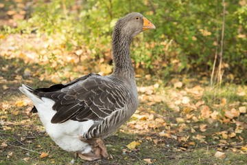 portrait of a goose in a park in autumn
