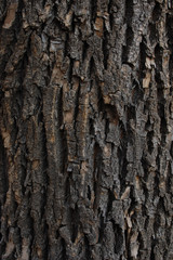 Tree bark texture.