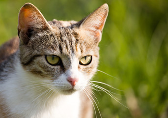 cat walking in the grass outdoors