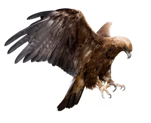 Deurstickers golden eagle, isolated © Alexander