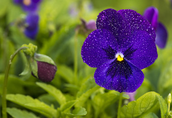 Pansies (Viola tricolor). Drops of dew glisten on the petals of a flower.