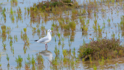 Gull eating in the swamps, in the seaweeds 
