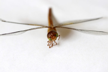 Dragonfly on the white background. t is a fast flying long bodied predator insect with two pairs of large wings that are spread out sideways.