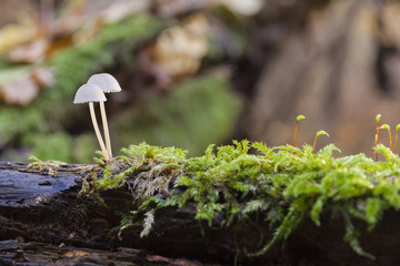 A pair of small white fungus on a rotten trunk