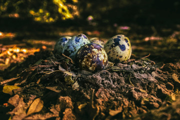 Quail eggs in a nest on a rustic  background.  The concept of food and eggs is ancient. Dinosaur eggs.