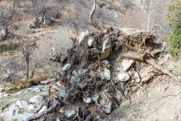 stones in the roots of a fallen tree