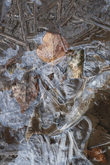 crust of ice on a puddle of leaves