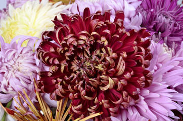 Single different colors chrysanthemum flower head isolated on white