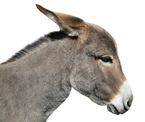 Foto op Plexiglas Donkey isolated on white background © Nadezhda Bolotina