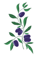 branch of black olives on white background