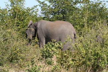 south African wildlife