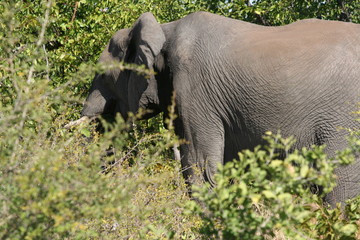 south African wildlife