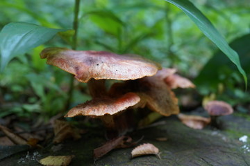 きのこ　森のキノコ　