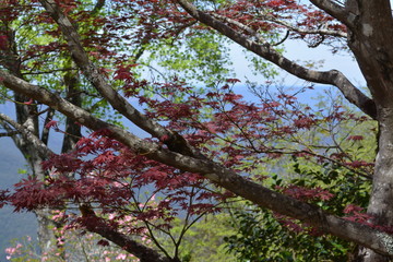 Blue Mountains Gardens