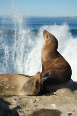 happy sea lion on the beach cove and water splash. blue sea sky.