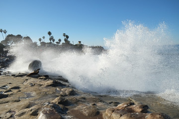 happy sea lion on the beach cove and water splash. blue sea sky.
