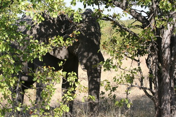 south African wildlife