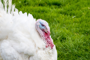 Truthahn am Jochberg