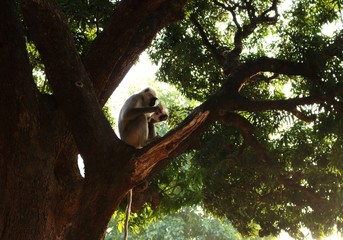 Big indian grey monkey with long tail sitting on tree and reading paper on beautiful wild asian jungle background. - Powered by Adobe