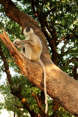 Big indian grey monkey with long tail sitting on tree and eating as wild asian jungle life concept.