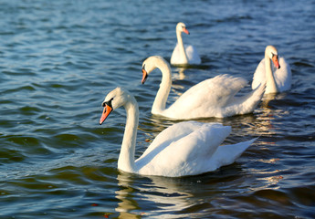 Naklejka premium Photo of wonderful swans