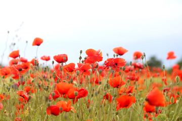 Photo of beautiful red poppies