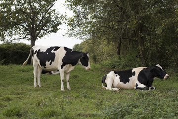 Naklejka na ściany i meble Holstein Friesian cattle 