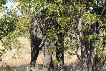 south African wildlife