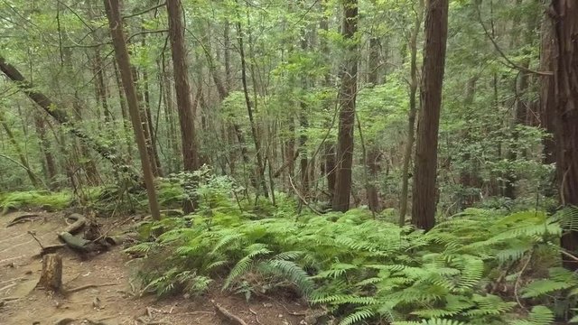 Flying Slowly Through Ferns And Forest, Japan Hiking 