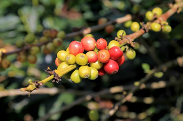Coffee bean, coffee cherries or coffee berries on coffee tree, near El Jardin, Antioquia, Colombia, South America