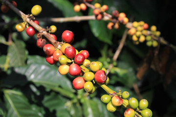 Coffee bean, coffee cherries or coffee berries on coffee tree, near El Jardin, Antioquia, Colombia, South America