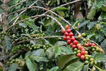 Coffee bean, coffee cherries or coffee berries on coffee tree, near El Jardin, Antioquia, Colombia, South America