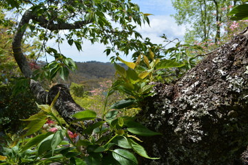 Blue Mountains Gardens