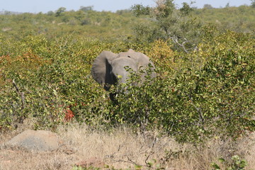 south African wildlife