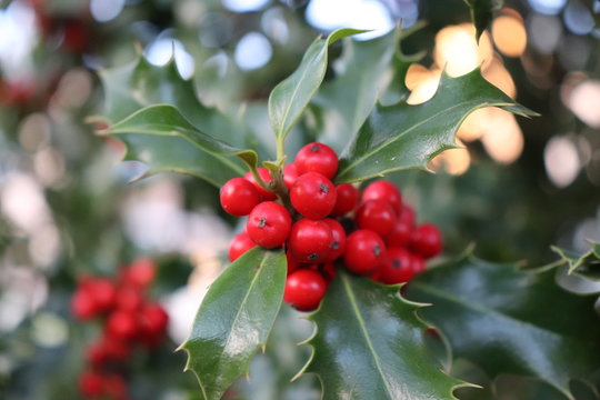Symbol of Christmas in Europe.,closeup of holly beautiful red berries and sharp leaves on a tree in cold autumn weather
