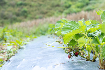 red strawberries tree at farm in Thailand
