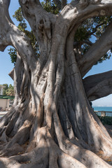Giant Ficus Macrophylla