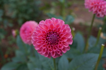 ダリア　ピーチパイ　花　桃色　ピンク　キク科