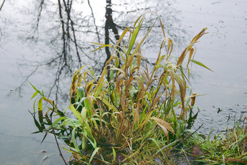 The grass bush is green and yellow, in autumn on the shore. The concept of the beginning and the end of the life cycle