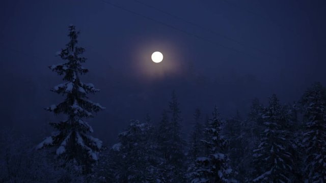 Moonlight Winter Forest