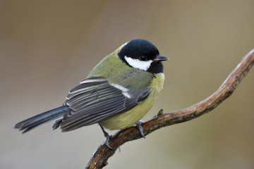 The great tit  (Parus major) on a branch