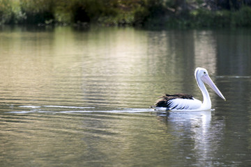 A single Pelican (pelecanus conspicillatus) paddles lazily down the river.