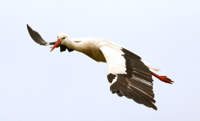Big stork flying