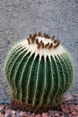 A beautiful Golden Barrel cactus (Echinocactus).