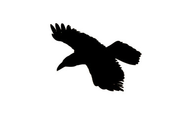 Silhouette of a bird in flight