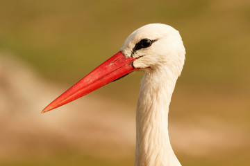 Portrait of a elegant stork
