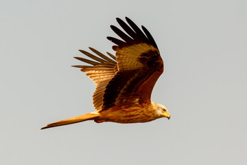 Awesome bird of prey in flight