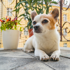 Chiuaua on balcony