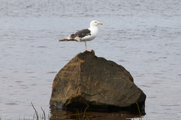 Gull on the stone. River Keret. North Karelia. (The Vast Russia! Sergey, Bryansk.)