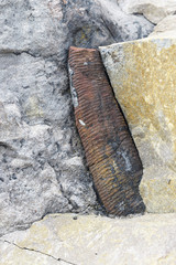 F&oacute;sil de raiz de &aacute;rbol